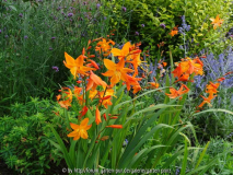 Crocosmia Star of the East 2014 August