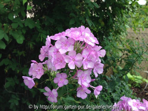 Phlox Blüten