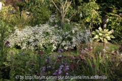 Aster divaricatus