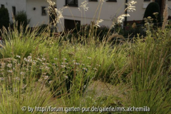 Sesleria-Wellen