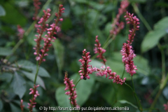 Persicaria welche genau?