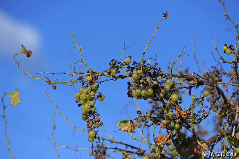 weisse trauben sep14