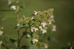 Rispenhortensie Lime Light??