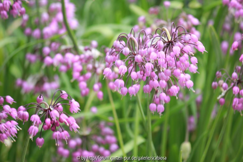 Allium cernuum