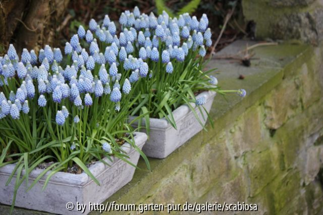 Muscari, Pflanzgefäße