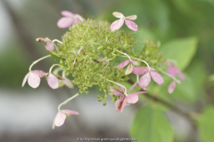 Meine unbekannte Hydrangea paniculata