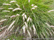 Pennisetum orientale