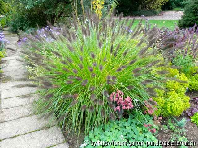 Pennisetum viridescens