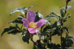 écume de mèr blüte14