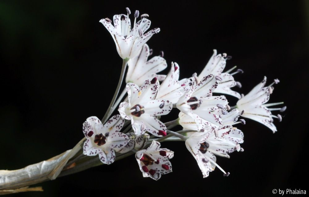 Allium callimischon haemostictum