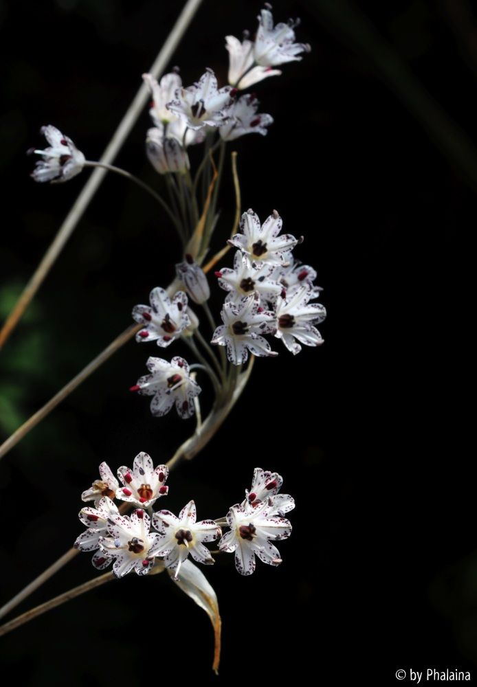 Allium callimischon haemostictum