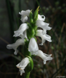 Spiranthes odorata