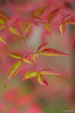 nandina2 10/14