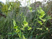 Nicotiana langsdorffii October 2014