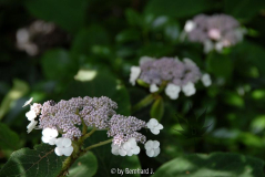 Hydrangea aspera ssp. sargentiana