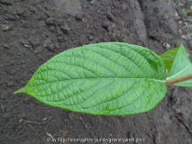 Melliodendron xylocarpum plant