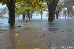 hochwasser locarno parco nov14