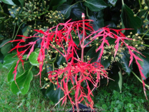 Acer palmatum Sämling von Tamakuyama