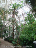 Feigenbaum im Palmenhaus