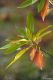 m.virginiana australis blätter nov