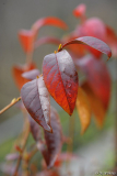 stewartia rostrata dez14