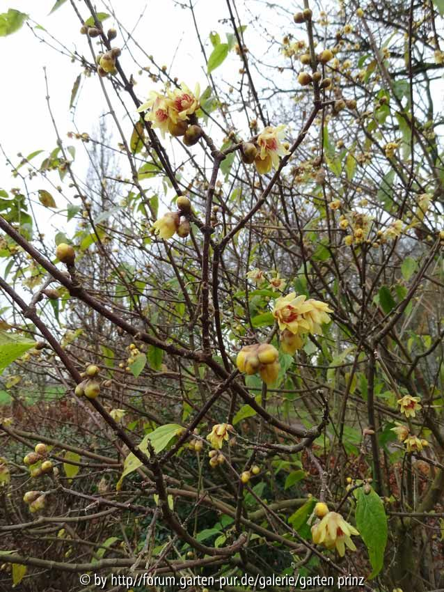 Chimonanthus 2014 December