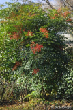 nandina gross dez14