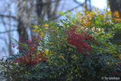 nandina früchte dez14