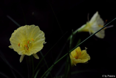 Narcissus romieuxii Julia Jane