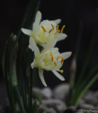 Narcissus hedraeanthus