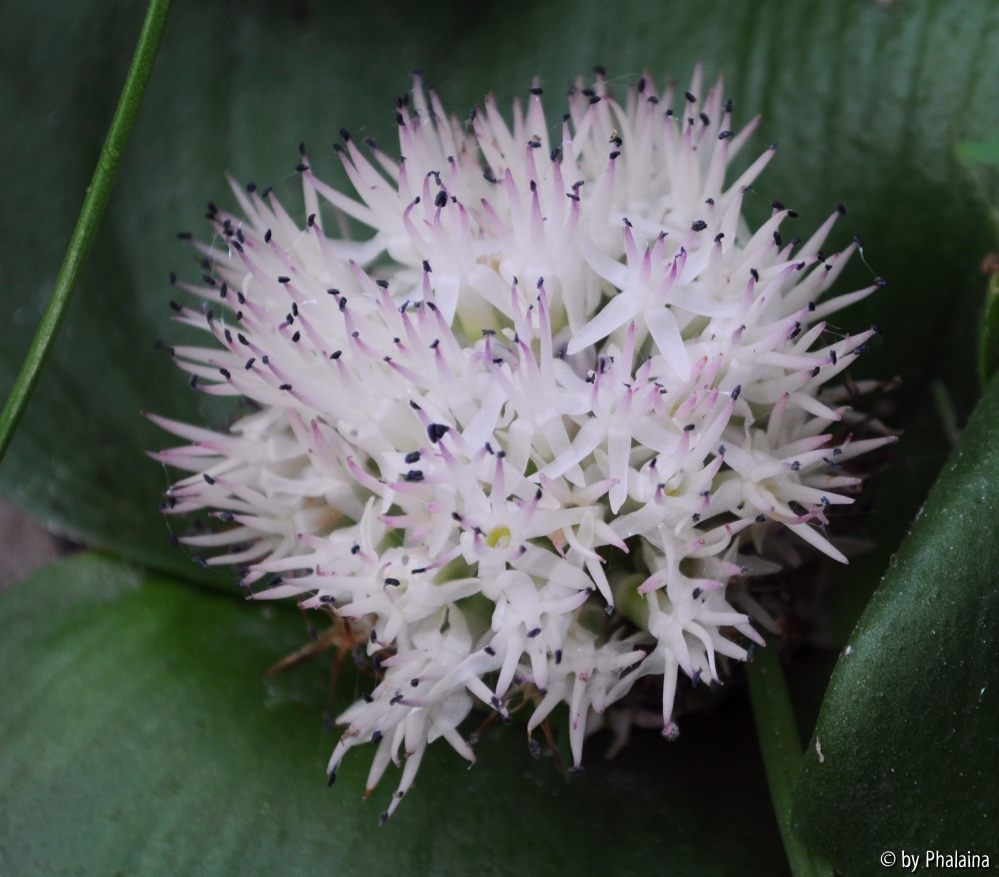 Massonia jasminiflora