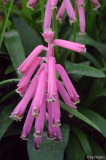 Lachenalia bulbifera