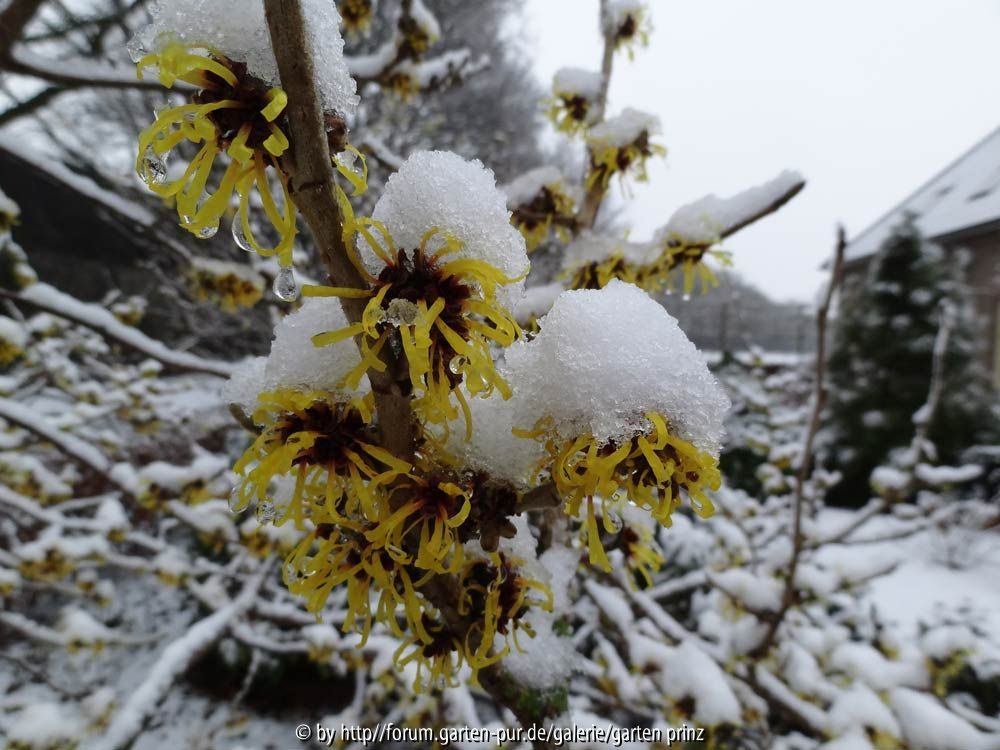 Hamamelis Mit Schnee Januar 2015