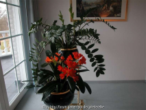 Zamioculcas mit Klivien.jpg