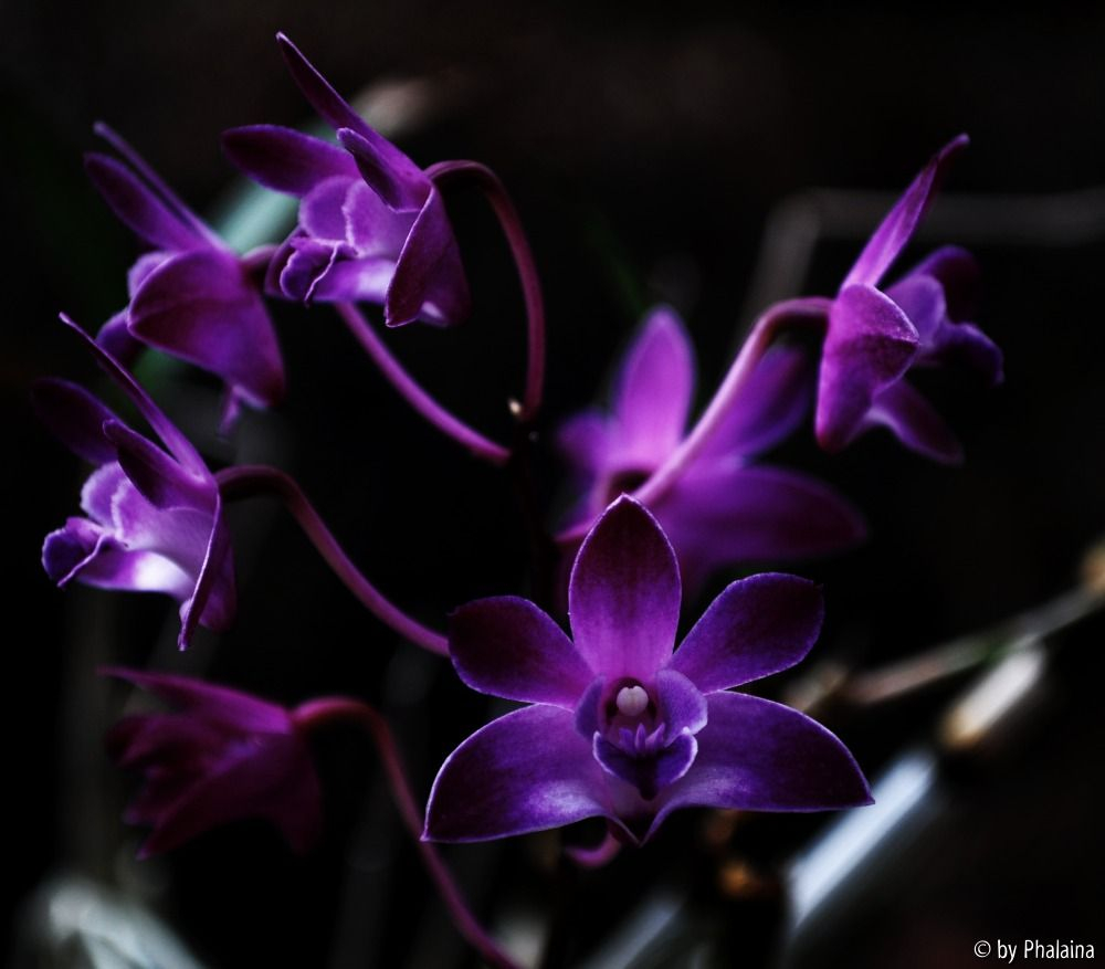 Dendrobium Purple Beauty