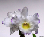 Dendrobium nobile Hybride