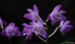 Dendrobium kingianum