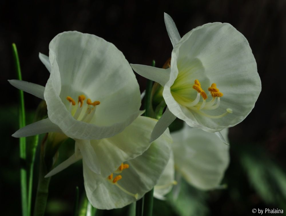 Narcissus Spoirot