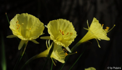 Narcissus romieuxii Julia Jane