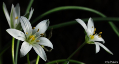 Ornithogalum sintenisii