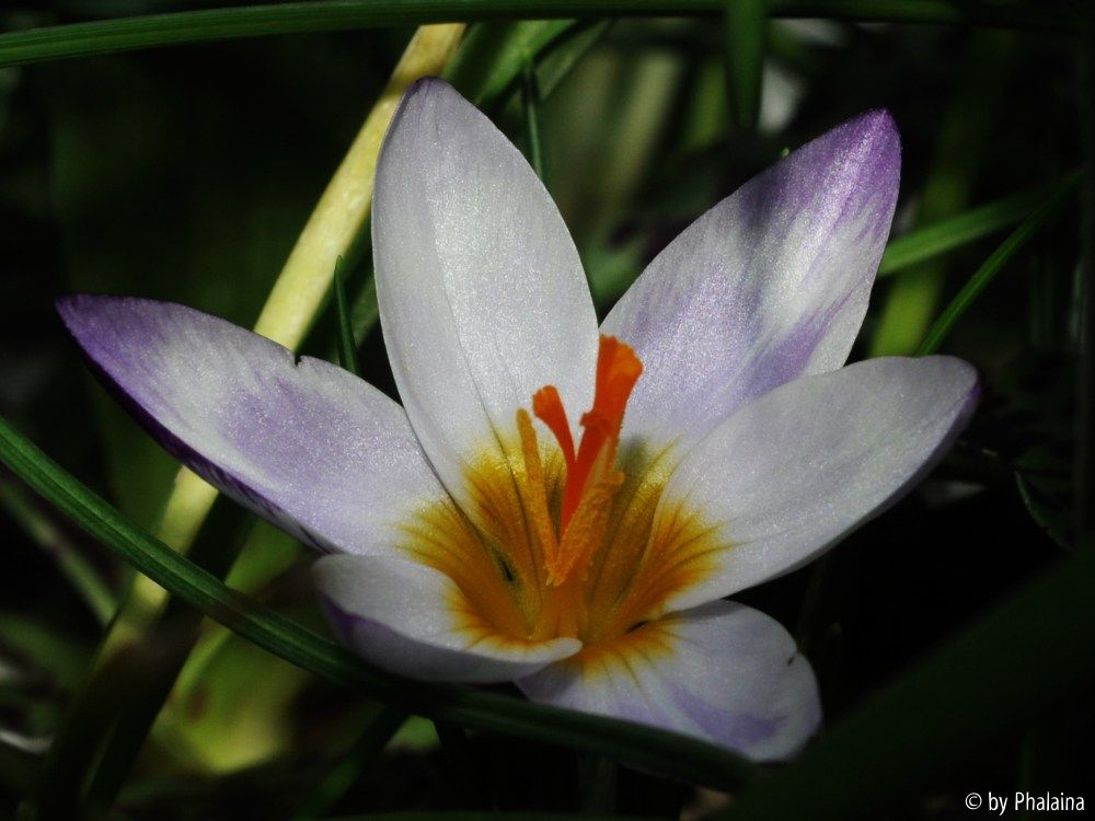 Crocus sieberi Hubert Edelsten offen