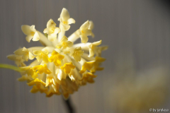 edgeworthia Sä feb15