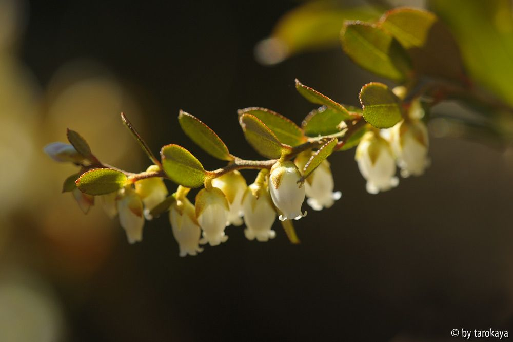 camaedaphne calyculata2 feb15