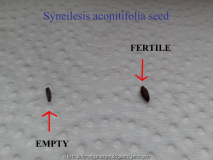 Syneilesis aconitifolia Seed