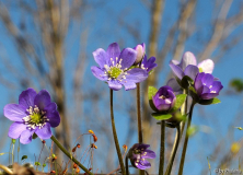 Hepatica Forest-Hybride