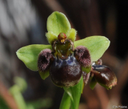 Ophrys bombyliflora