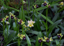 Ophrys bombyliflora Schwarm