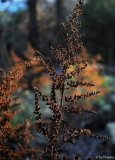 Astilbe Vorfrühling