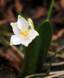 Leucojum aestivum