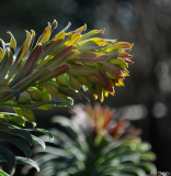 Euphorbia characias